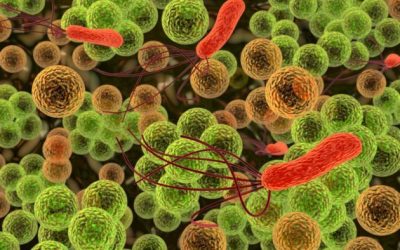 Inmunoterapia con vacunas bacterianas de administración oral