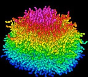 El estudio del biofilm que producen las bacterias: clave para el desarrollo de terapias anibióticas