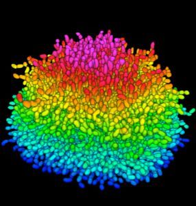 El estudio del biofilm que producen las bacterias: clave para el desarrollo de terapias anibióticas