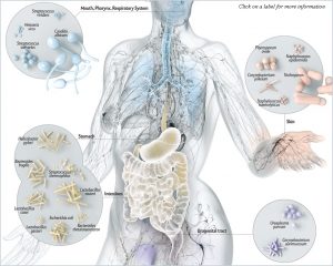 Microbioma: nuestro seguro de salud